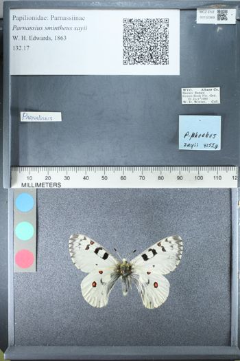 Media type: image;   Entomology 152369